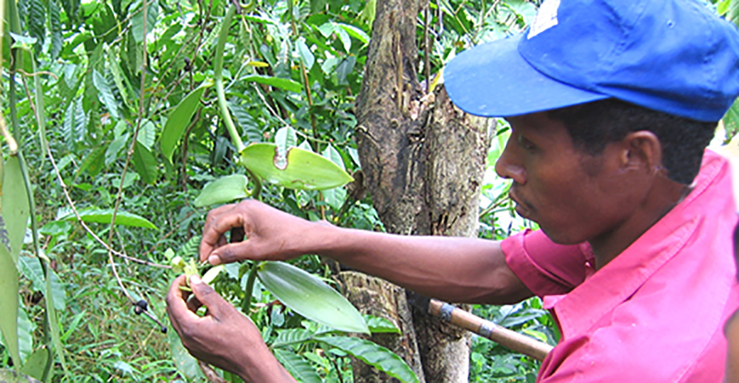 Manual pollution of a flower of Vanille LAVANY freshly hatched in Madagascar