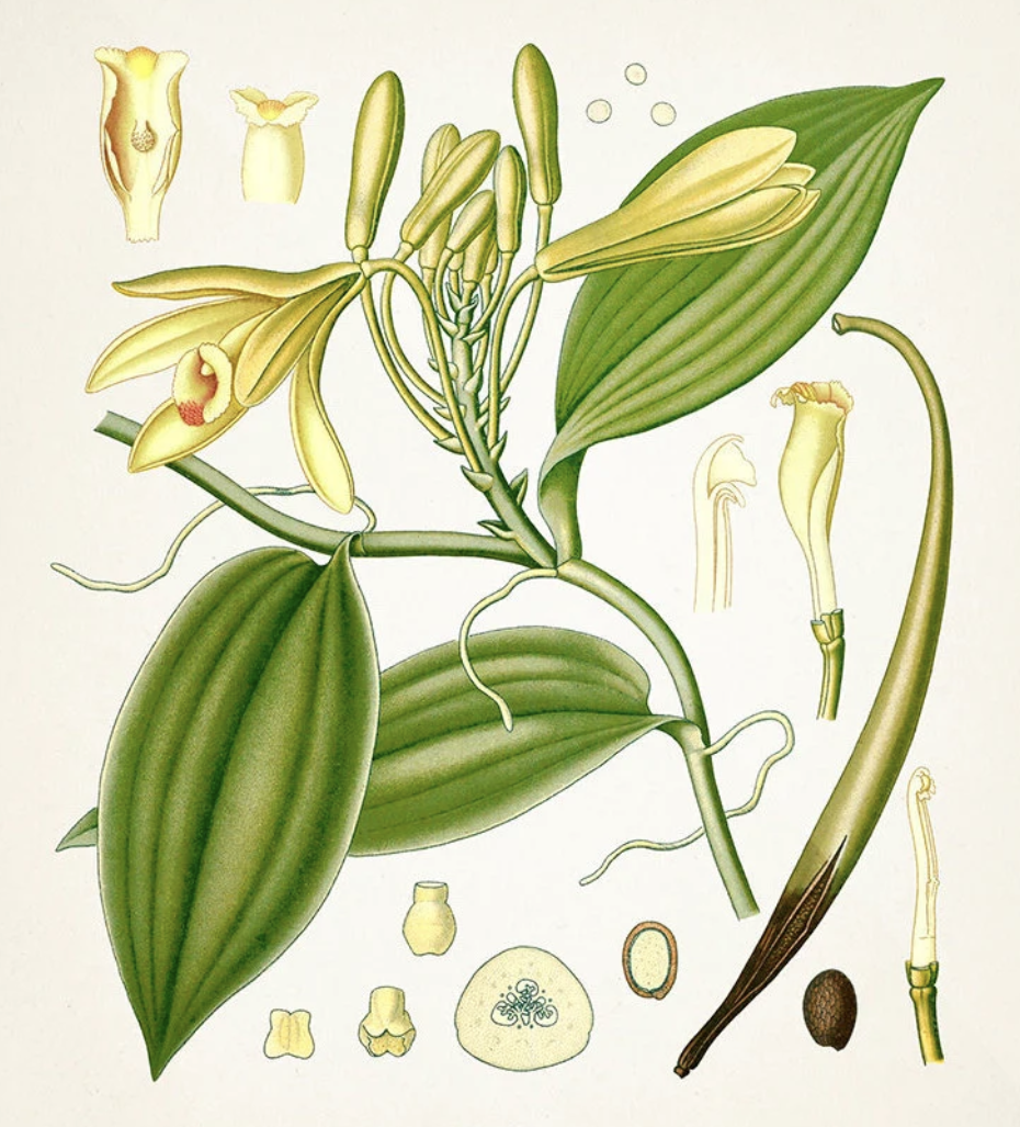 Botanische Planke von Vanille Planifolia - Vanille in Madagaskar angebaut - Illustration ab 1887