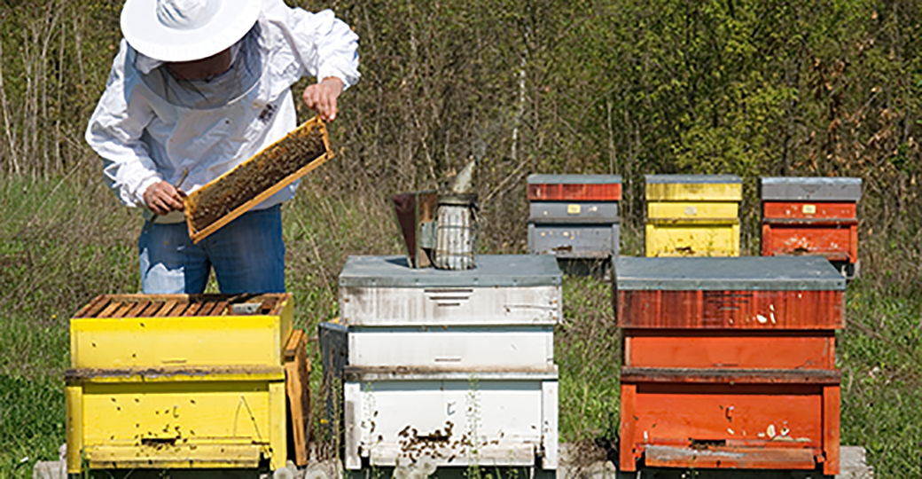 Bees are essential for the natural pollination of crops