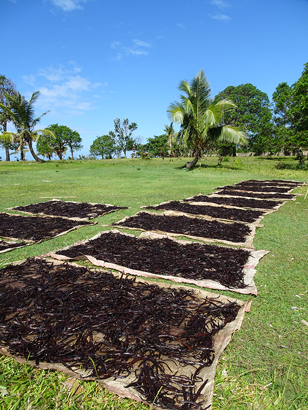 Natural drying in the sun and in the open air of Vanilles Lavany pods after scalding in Madagascar