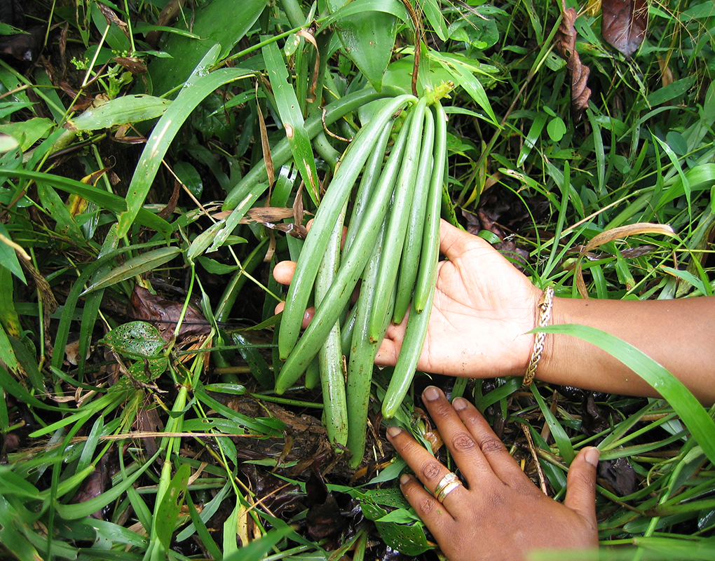 Cluster von jungen grünen Pods von Vanille LAVANY madagaskar