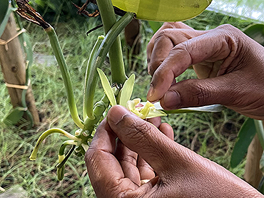 Pollination of ar fleur de Vanille in our greenhouse in Albi.