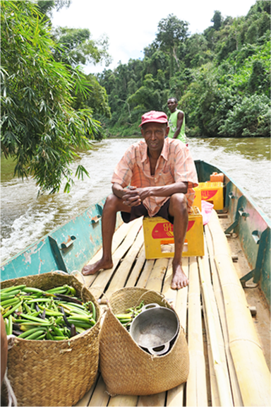 Transport of green pods from Vanilles LAVANY on the Ankavana River to Madagsacar