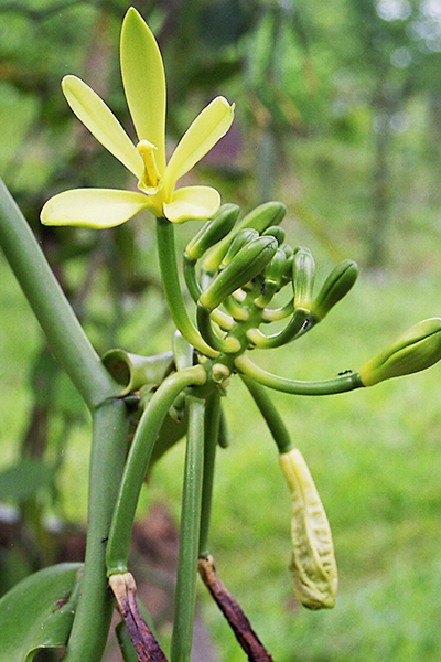 Flower Vanille LAVANY freshly hatched - fertilized buds and young pods