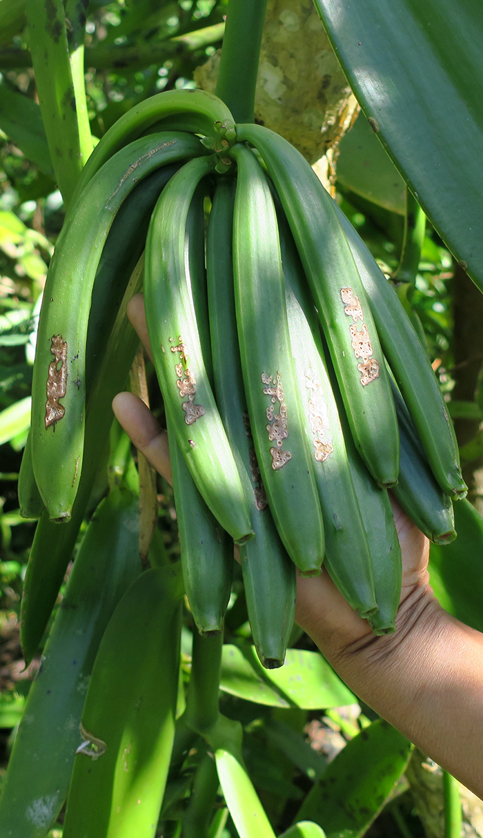 Traces du sceau du Planteur Anicet JERA sur les gousses de Vanille LAVANY