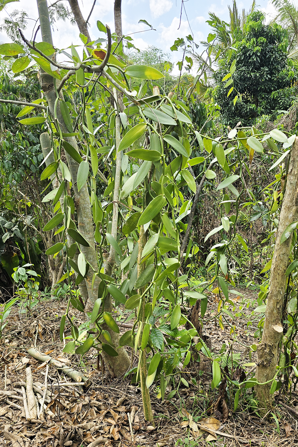 Young Vanillier - Liane de Vanille in our plantations in Betavilona