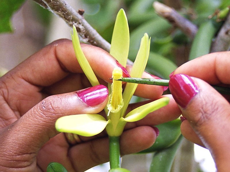 Pollinisation manuelle d'une fleur de Vanille LAVANY  fraîchement éclose