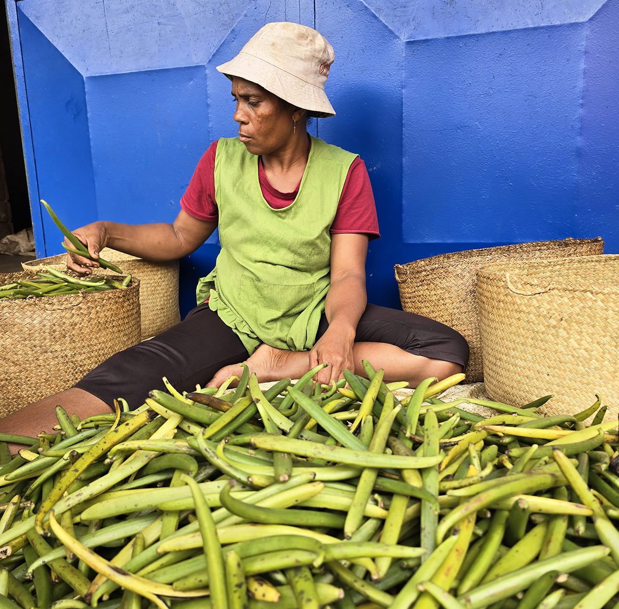 Sorting green pods of freshly harvested LAVANY Vanillas before scalding