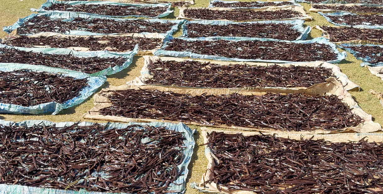 Open-air drying in Madagascar Vanille LAVANY scalded