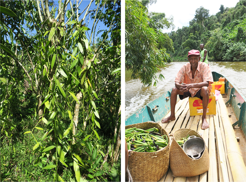 Vanillier avec gousses vertes de Vanille LAVANY Bourbon de Madagascar et Anicet le planteur à Betavilona